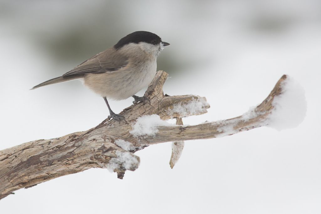 Quale Cincia? Cincia bigia (Poecile palustris)